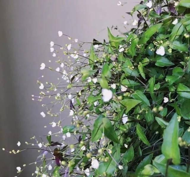  [植物]吊兰的植物美学：这几款美美的吊兰，你最爱哪一款？