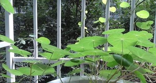 「储水」这些花草,储水能力强,家里养上几盆,30天不浇水也没事!