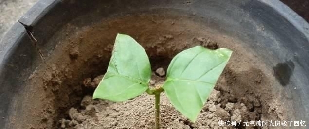  顺利的生根：茉莉花的扦插很难吗？学习这些知识，轻轻地使树枝快速扎根