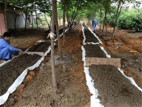  鼓吹■粪便做饲料，鼓吹亩入5万元，养了就亏，农民：用途不清楚