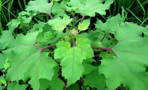  『苍耳』农田的一大害草，农民见到就铲除，殊不知是祛湿疹的“高手”