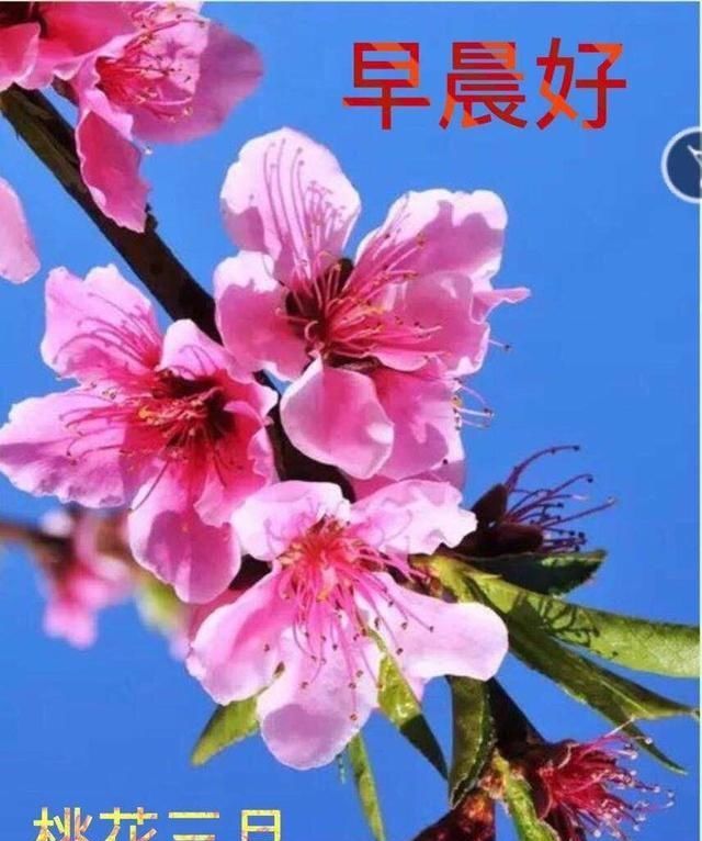  『表情图片』非常漂亮的早安祝福语短信大全 周四早上好问候动态表情图片带字