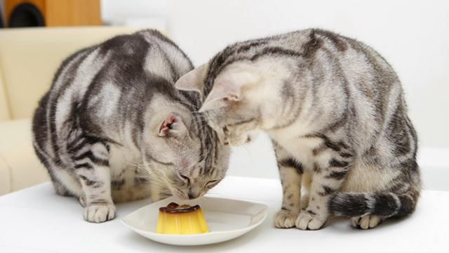 有关猫咪的几个谣言，你信了吗？