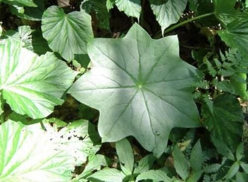 『荒郊野外』荒郊野外,有1种“杂草”名贵,被称为“八角莲”,别去采挖!