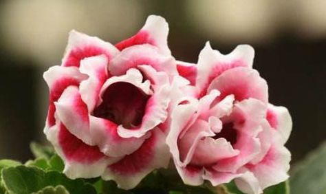  #绚丽多姿#这些花朵适合春天养，堪称花界“劳模”，花期长花色艳，绚丽多姿