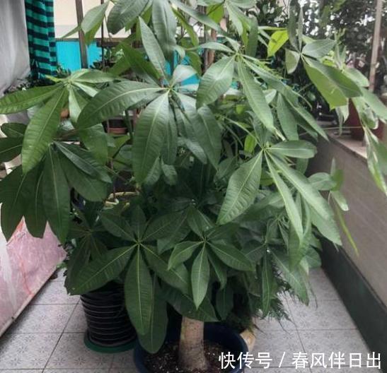 【日常】看腻了绿萝、吊兰,就居家养盆发财树,日常注意3点枝繁叶茂