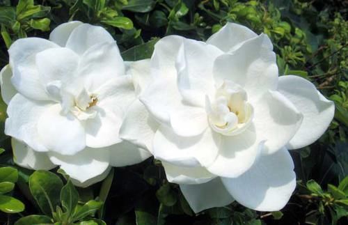  『美极了』喜欢养护花卉，就在家中春季养护3种花卉，花朵层层叠叠，美极了