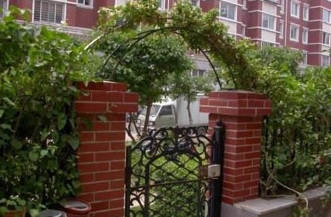  扦插■若是有院、有阳台，2种水果可'扦插'，第二年就能开花结果