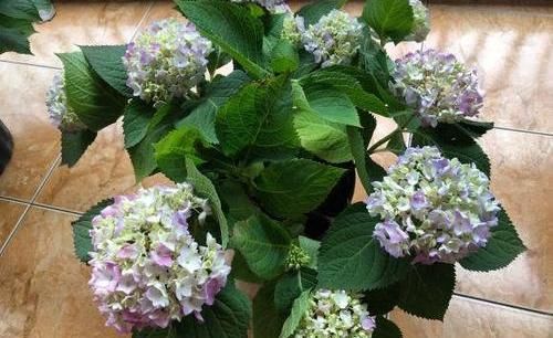  「南方」绣球不开花？过早“露养”造成，容易生“灰霉菌”，还不开花