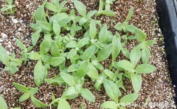 表长：此种植物叶表长“珍珠”，可做菜、入药，盆栽给点肥就够了