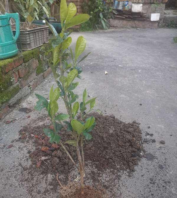  花钱买|肥得流油的“养花土”,家门口就有,随用随取,别再花钱买了!