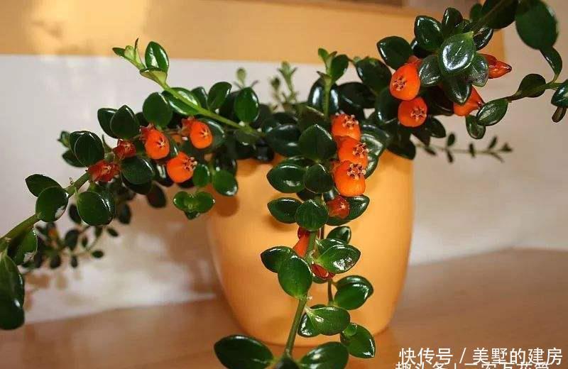 #枯萎#花卉种植技术:观赏花卉金鱼吊兰怎么种植,花苞干掉枯萎怎么办?