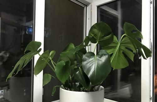  「养护」龟背竹烂根和晒伤的区别，晒伤换个位置，喝点啤酒，叶绿油比盆大