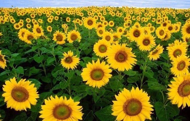  【紫鸭跖草】这五种花适合佛系的人养，基本上不用管理