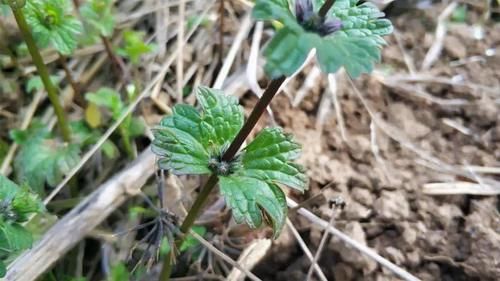 田地里生长的这种野草，农民当做害草除掉，却不知有祛湿的功效