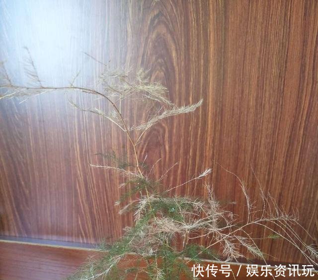 「新芽」文竹不长新芽问题可能出在“4个地方”,做对了很快爆盆