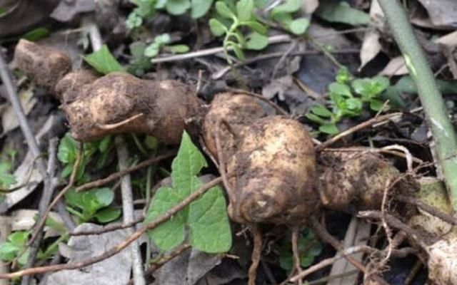  生姜|在河边，有“1种野草”像生姜，被称为“老虎姜”，奇特、珍贵