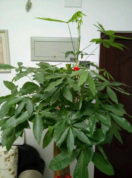  肥料■发财树生长季，几个施肥小窍门，不烧根不黄叶，枝条长成大伞