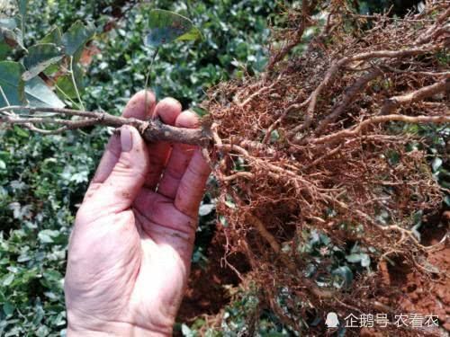  种植@亩产4千斤，一斤60元，如今大力发展成致富果