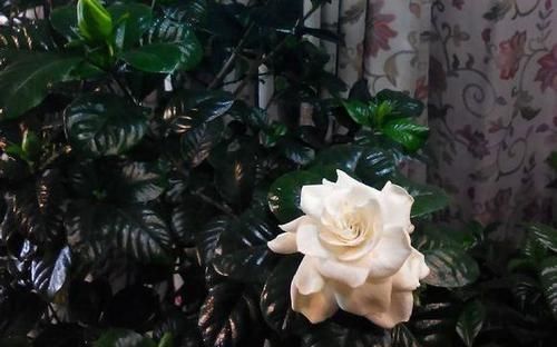  「香味真」最香的10种花卉盆栽，浓香又好看，绿植控必备