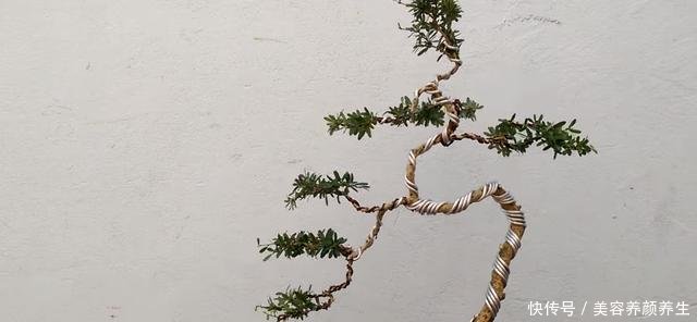  【小苗】三种能快速做成造型的植物，让盆景的拥有也能变的很是简单，点赞