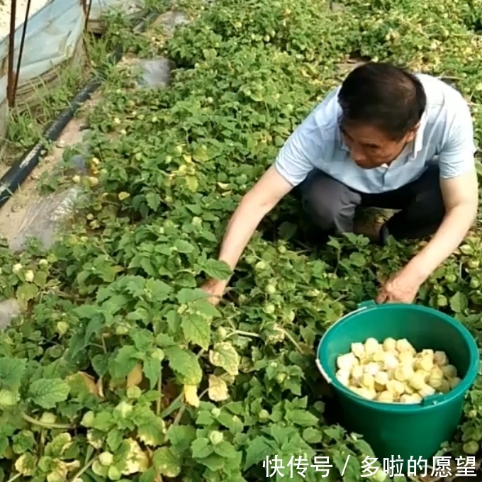 小时候常当零食吃的“它”而今80元一斤，农民靠种它年赚几十万！