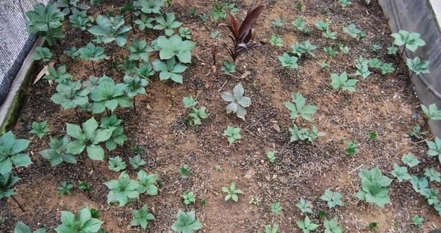  『七叶』人称“七叶莲”，蛇见到就怕，当今价值珍贵，若在竹林见到请珍惜