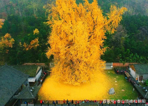 全球“最美丽”的4棵树，中国的这一棵，至今已有1400多年的历史