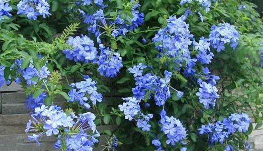  『热越』适合夏天养的几朵花，在家养一朵，花香飘满屋，越热越容易疯长