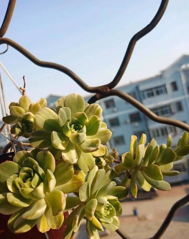  「属多肉植物」推荐八种高颜值多肉，好看又好养