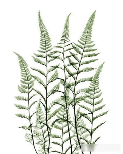 『富足』每天认识一种植物(二十三):肾蕨——你的生活足够富足、美满吗