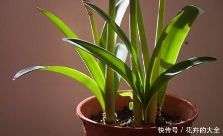  大妈|大姐买了个“种球”，邻居大妈看了就笑话，后来开出美翻天的花