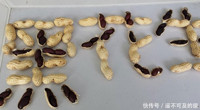  眼红|它是高价“漆黑”果，20元一斤不好买，农民看着眼红却不敢