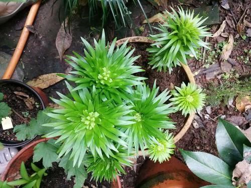 #小球#这些香香花,有长寿命,只要种一次,开花几十年,爆满小球球