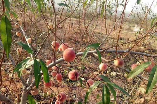  果树：若遇“此果树”，院内阳台养“2棵”，适应能力强，养护就能活！