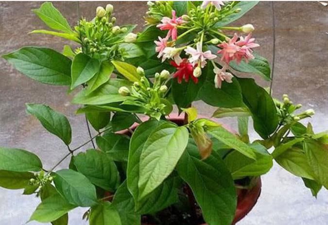  『绿萝』1种“君子花”，比绿萝好养，比君子兰漂亮，花期长、花香四溢！