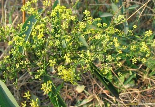  常用：一植物在国外是“杂草”，到中国却大翻身，成“常用”珍贵中草药