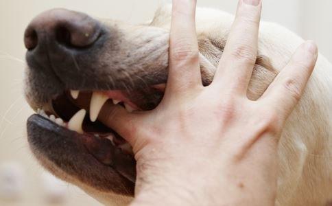 被狗咬13天后去世 被疯狗咬伤后要做什么