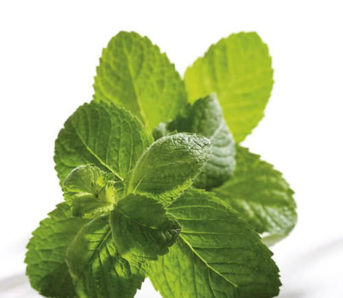 农村这种野草，以前都不当回事，很适合夏天泡茶喝，遇到别错过！