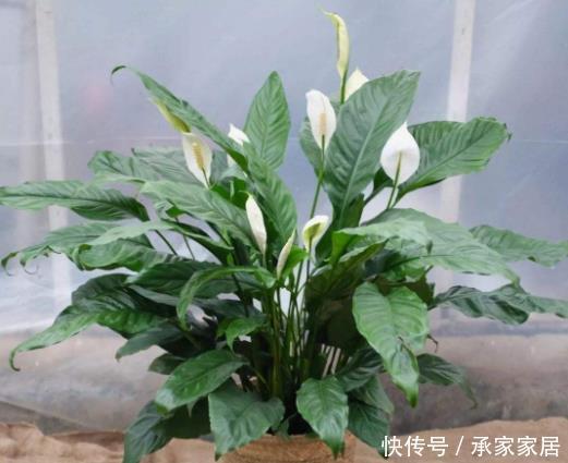  【最合适】客厅养花别“佛系”，3种花最合适，“聚财养人”好寓意，上档次