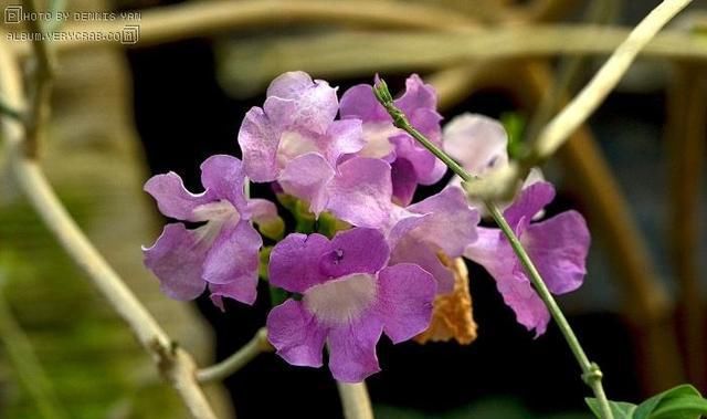  『蒜香藤』这种花半年长2米，花开千朵，没有虫害，超级好养，你养过吗？