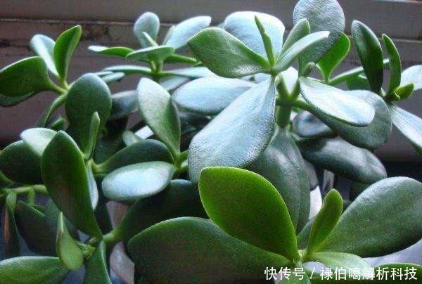 老桩@养玉树有3个“重点”,叶厚实油亮,枝干茁壮,小苗变老桩