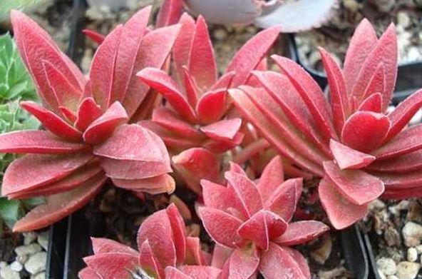 优良月季“葡萄园之歌”,花繁叶茂,美丽怡人,堪称养花首选