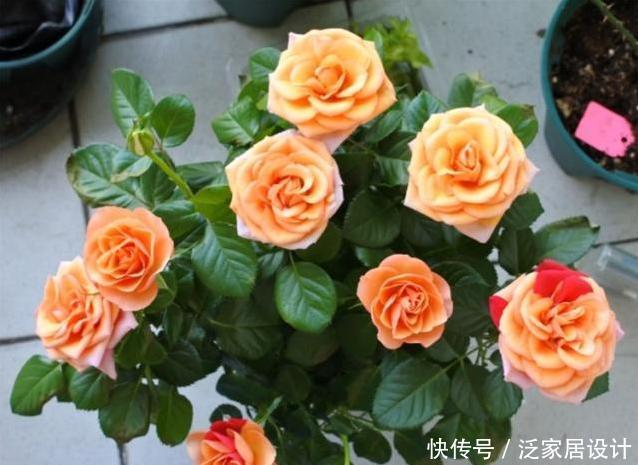  『万能』月季瘦瘦难长，盆里掺点“万能土”，枝粗叶壮，花芽呼呼冒出头