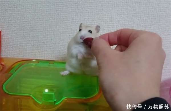 【主人】主人在放饭时拿食物逗弄仓鼠 有骨气的它在下一秒不肯吃了