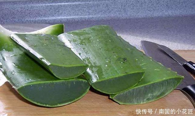 植物|芦荟品种多,有的能直接吃,好养味道美价值高