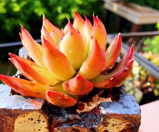  『种植』多肉植物发芽生根了怎么种植