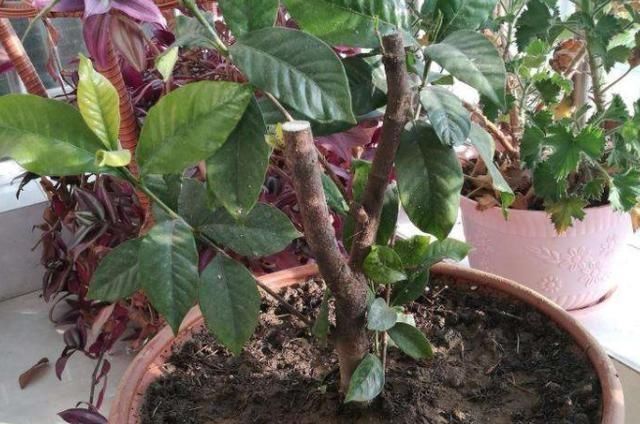  「栀子花」栀子花开，最美的回忆，养好栀子盆栽，这几点尤其要注意
