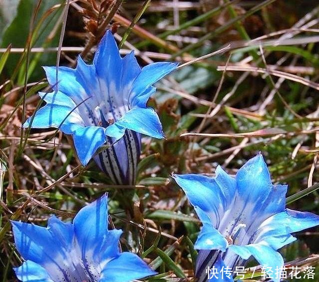 下雨后才有的野菜，农民称它“神菜”“天菜”，第一眼像“鼻涕”