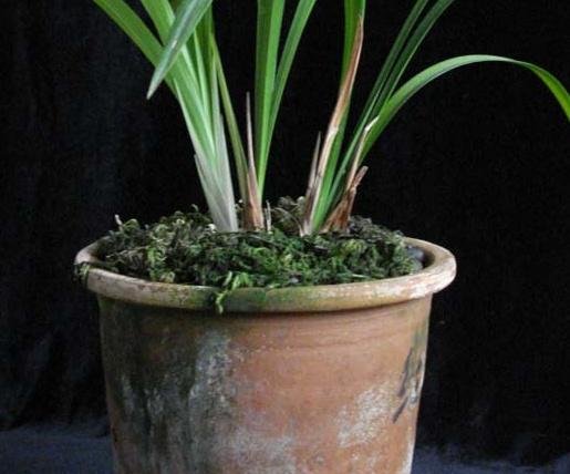  『花盆』养花卉多肉别盲目用花盆，了解不同材质花盆优缺点，养花事半功倍